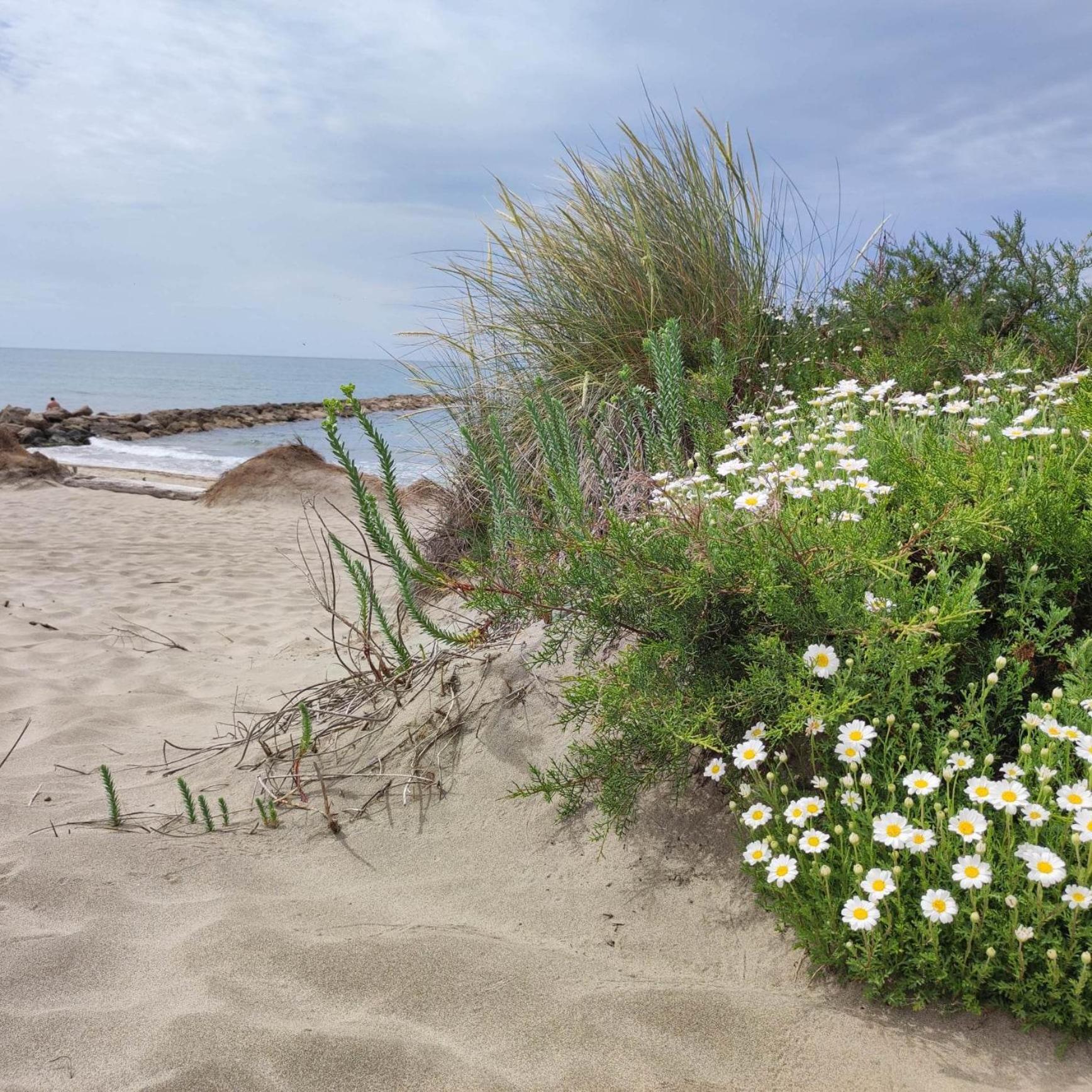 Le Petit Patio Bed & Breakfast Aigues-Mortes Bagian luar foto