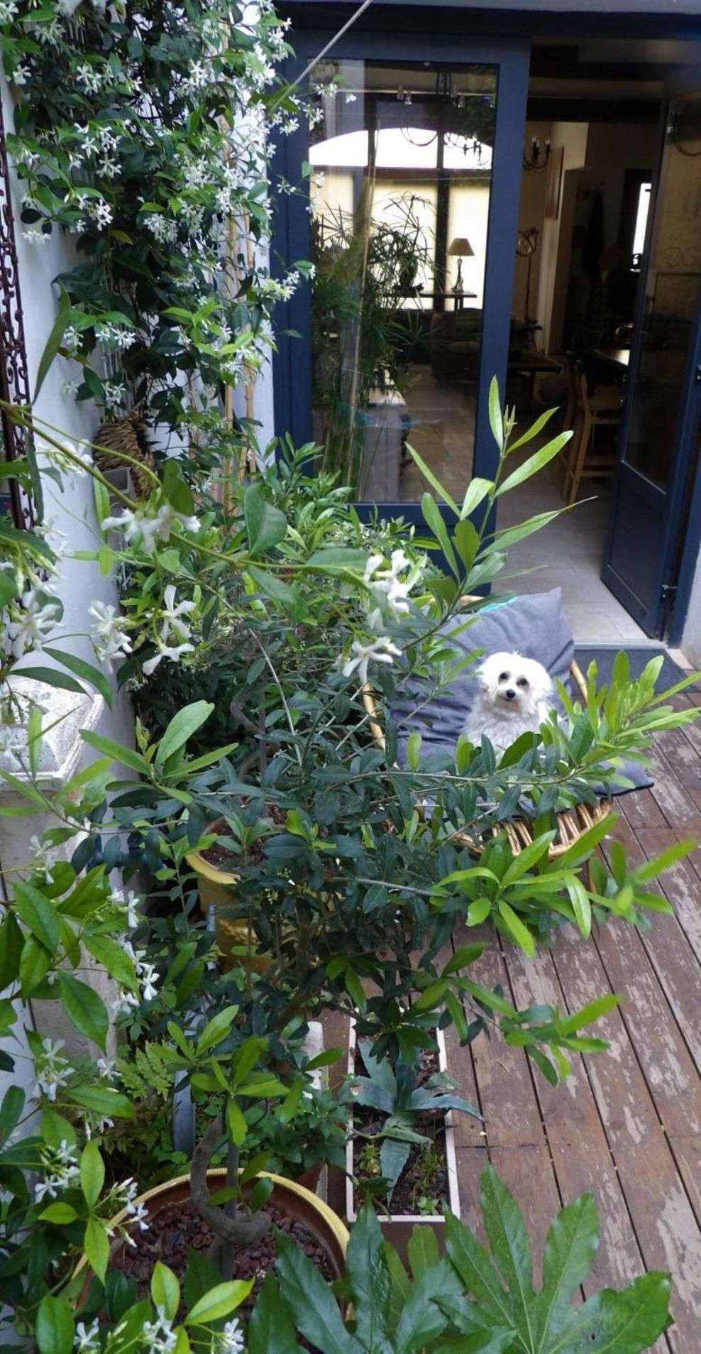 Le Petit Patio Bed & Breakfast Aigues-Mortes Bagian luar foto