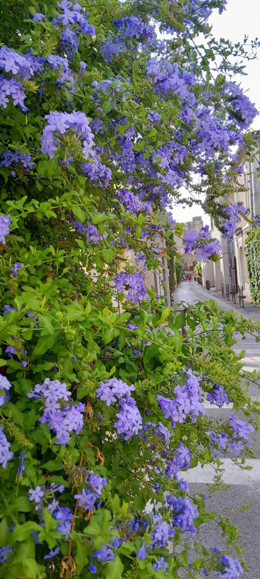 Le Petit Patio Bed & Breakfast Aigues-Mortes Bagian luar foto