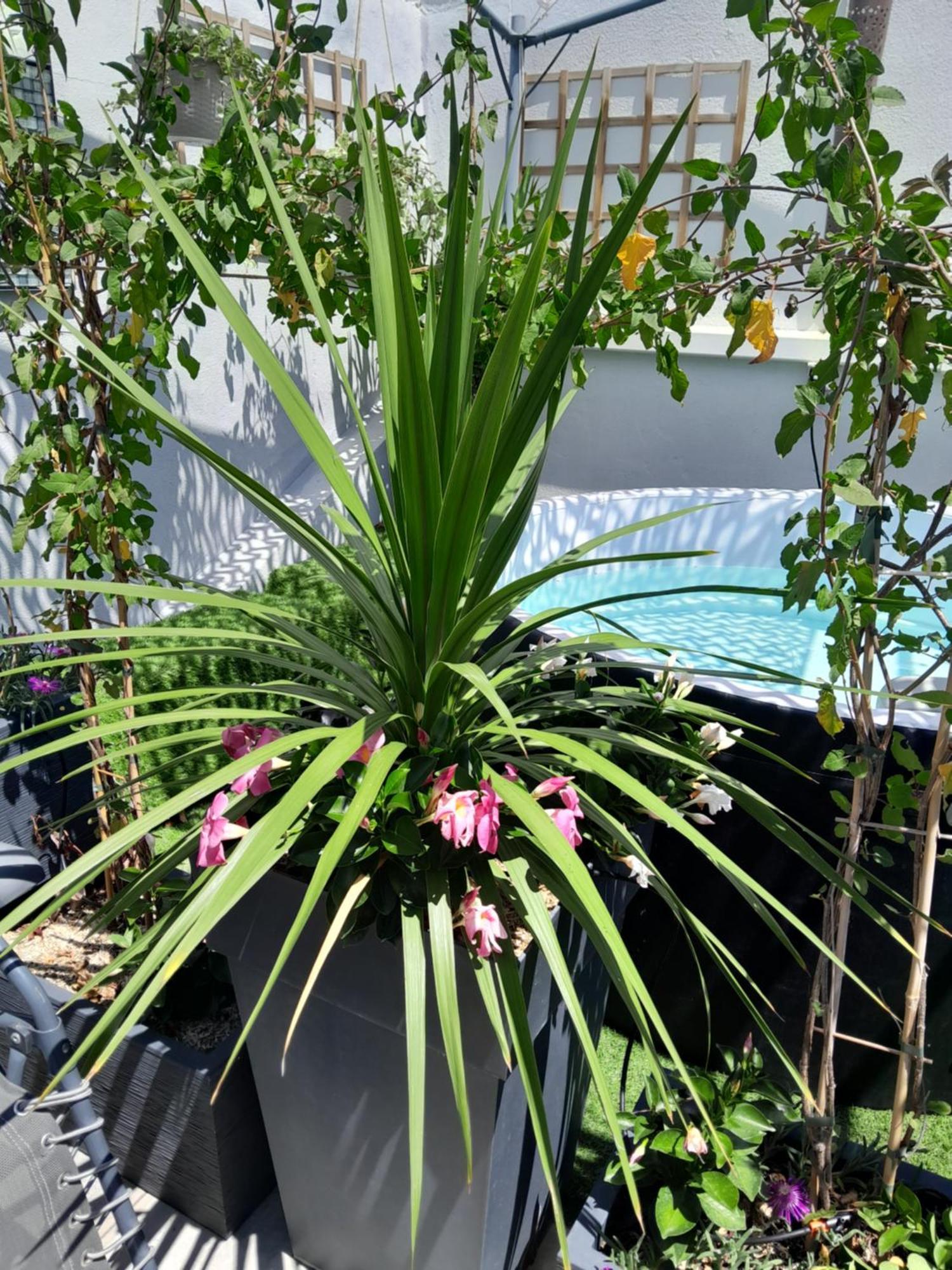 Le Petit Patio Bed & Breakfast Aigues-Mortes Bagian luar foto