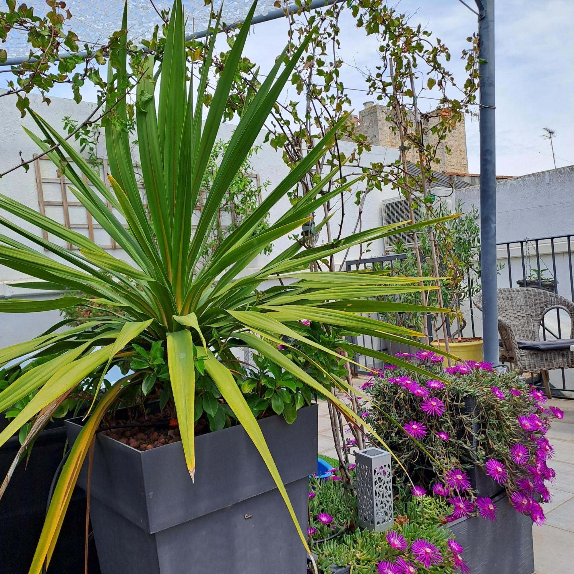 Le Petit Patio Bed & Breakfast Aigues-Mortes Bagian luar foto