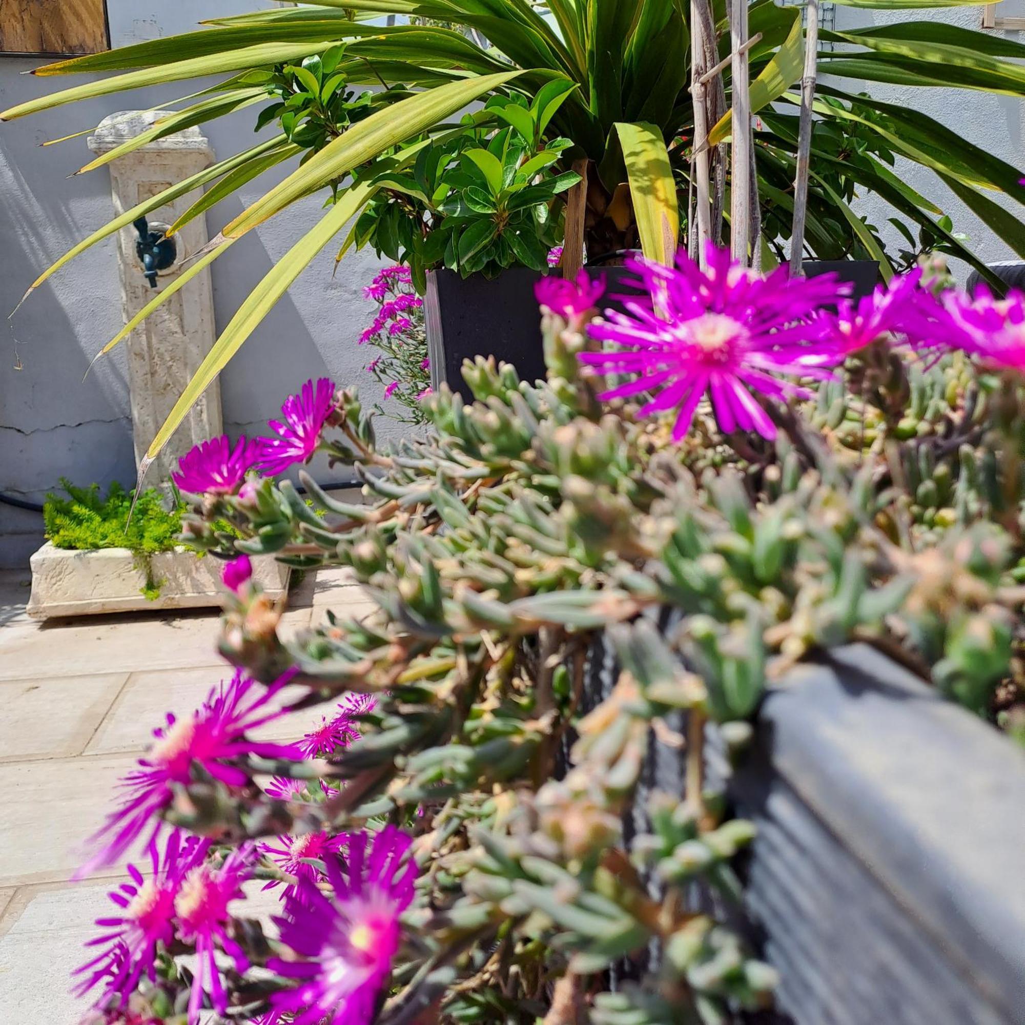 Le Petit Patio Bed & Breakfast Aigues-Mortes Bagian luar foto