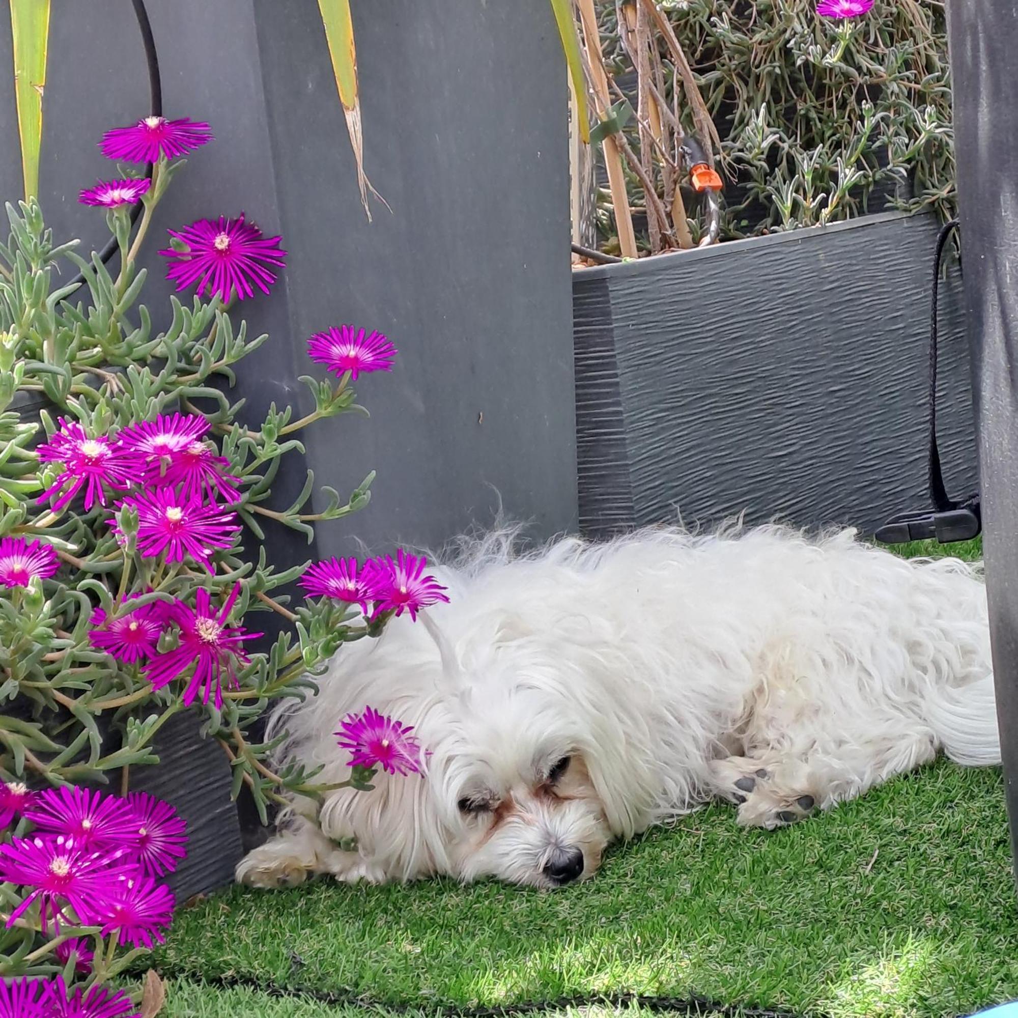Le Petit Patio Bed & Breakfast Aigues-Mortes Bagian luar foto