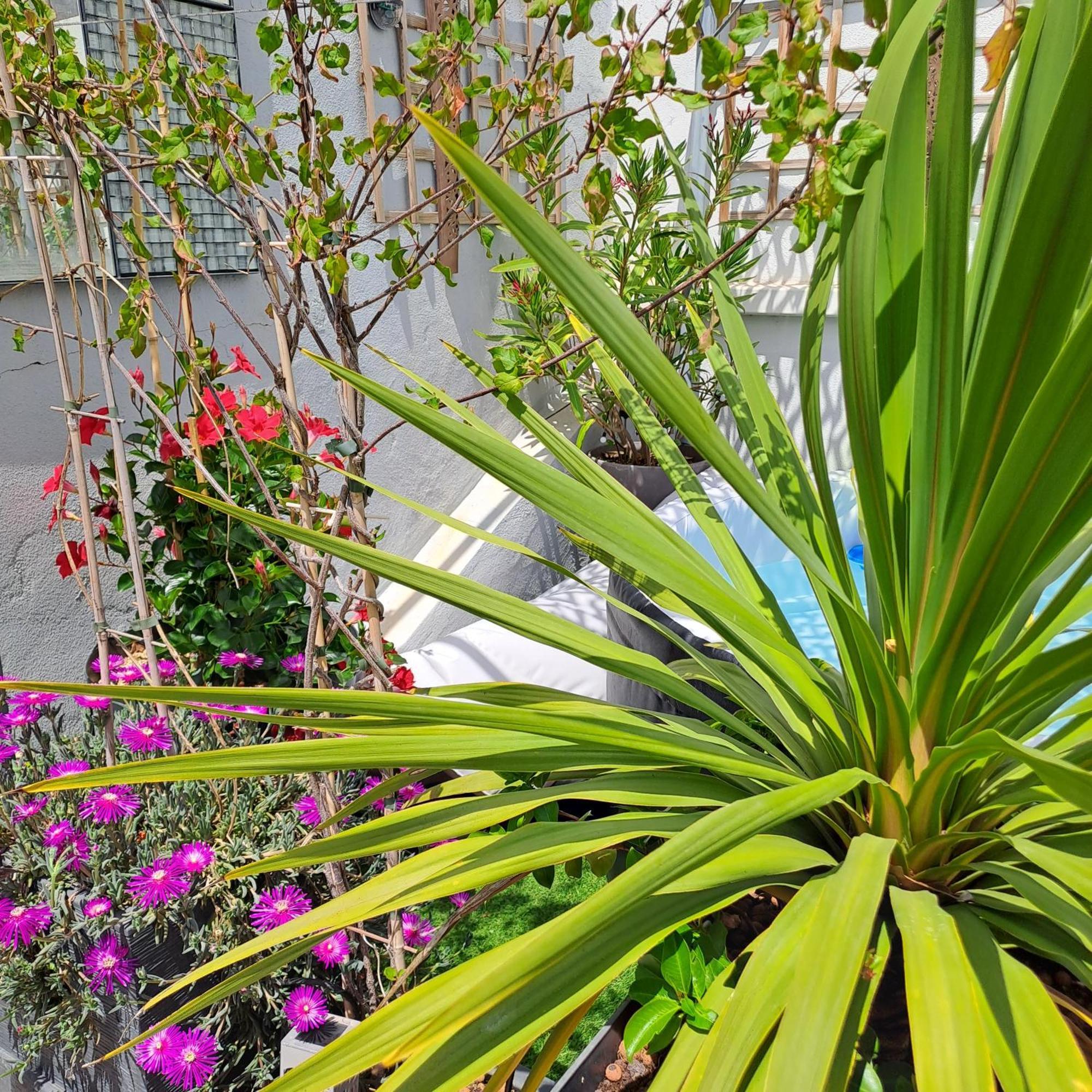 Le Petit Patio Bed & Breakfast Aigues-Mortes Bagian luar foto