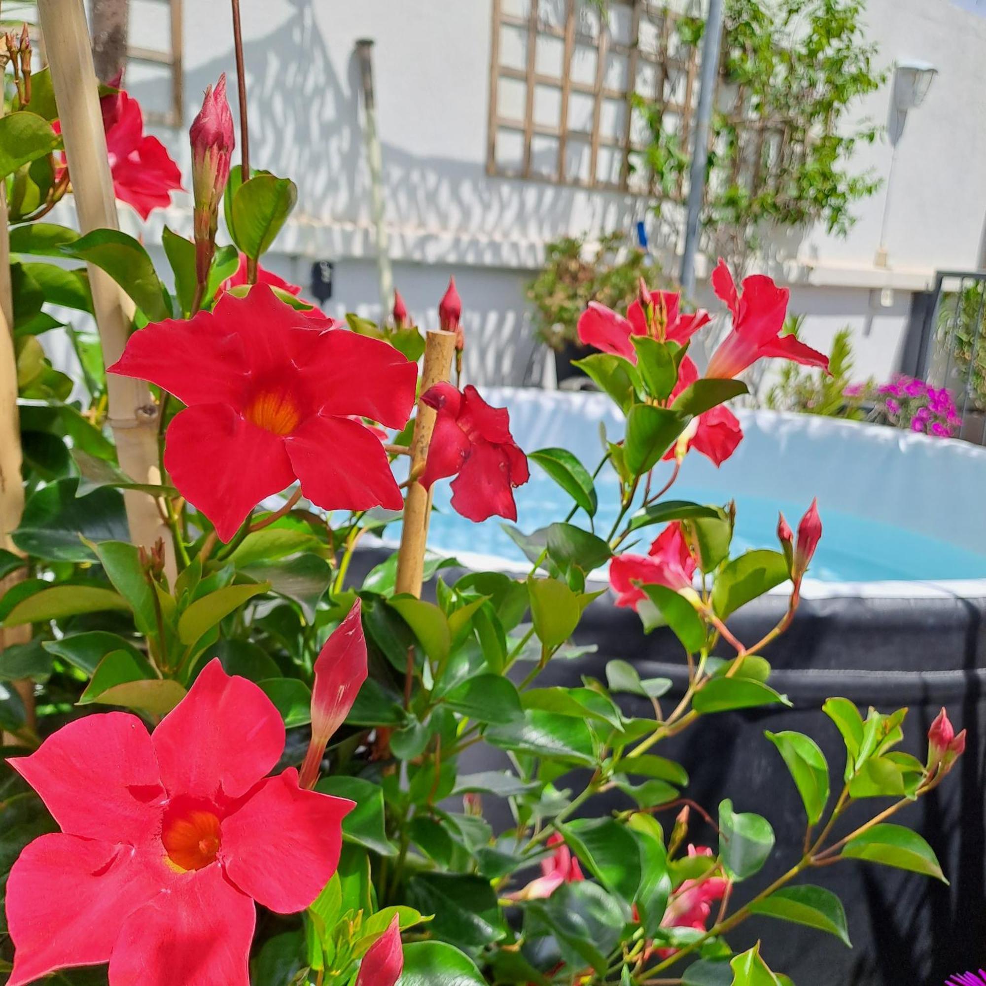 Le Petit Patio Bed & Breakfast Aigues-Mortes Bagian luar foto