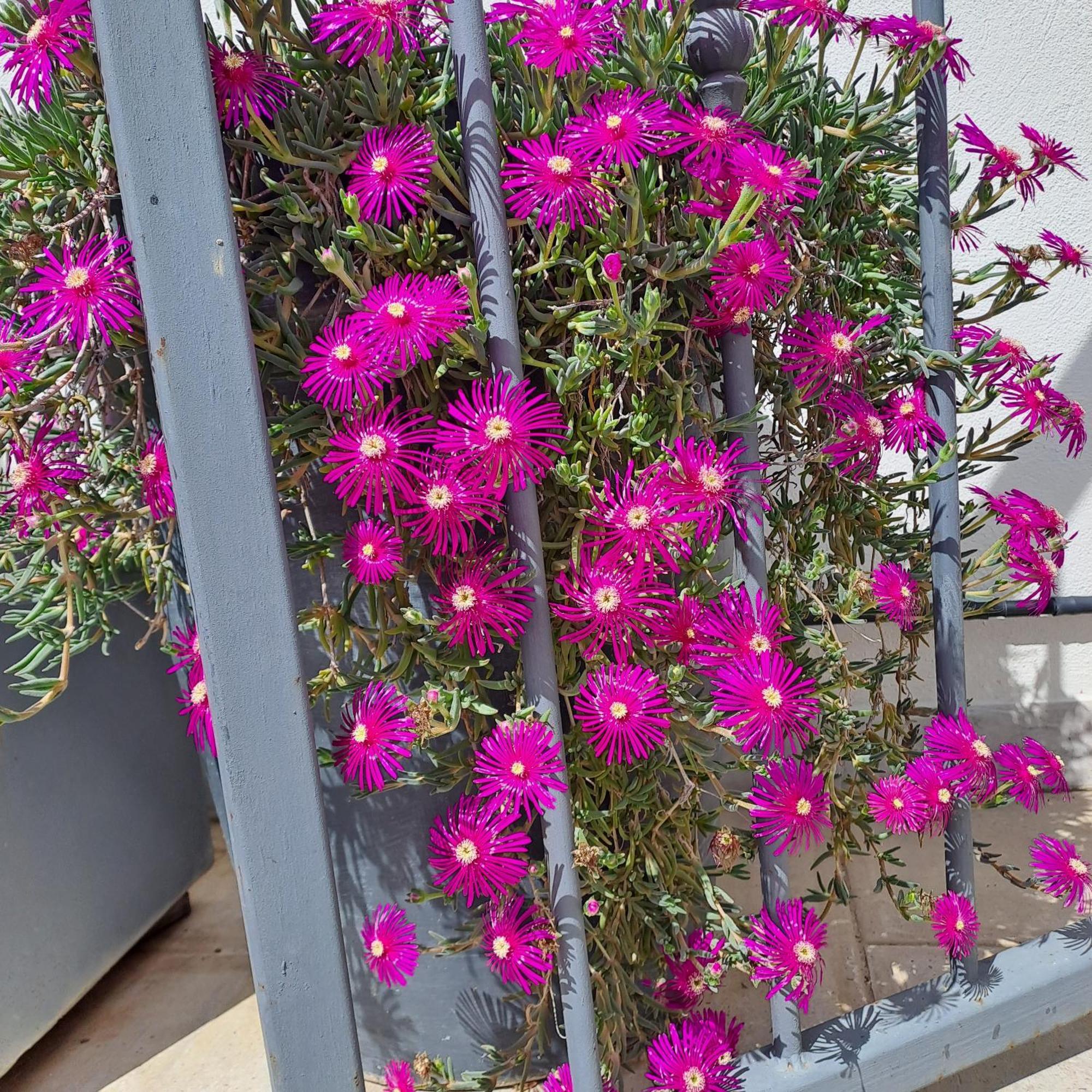 Le Petit Patio Bed & Breakfast Aigues-Mortes Bagian luar foto