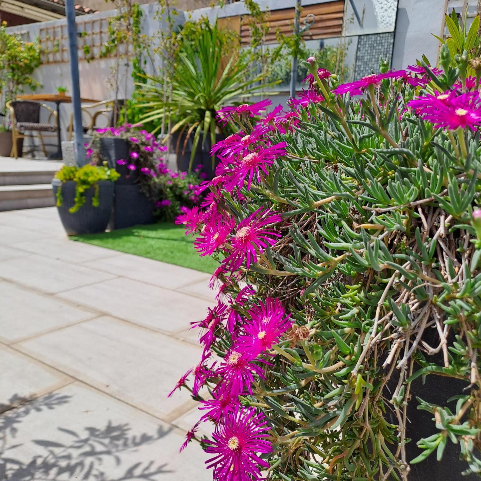 Le Petit Patio Bed & Breakfast Aigues-Mortes Bagian luar foto